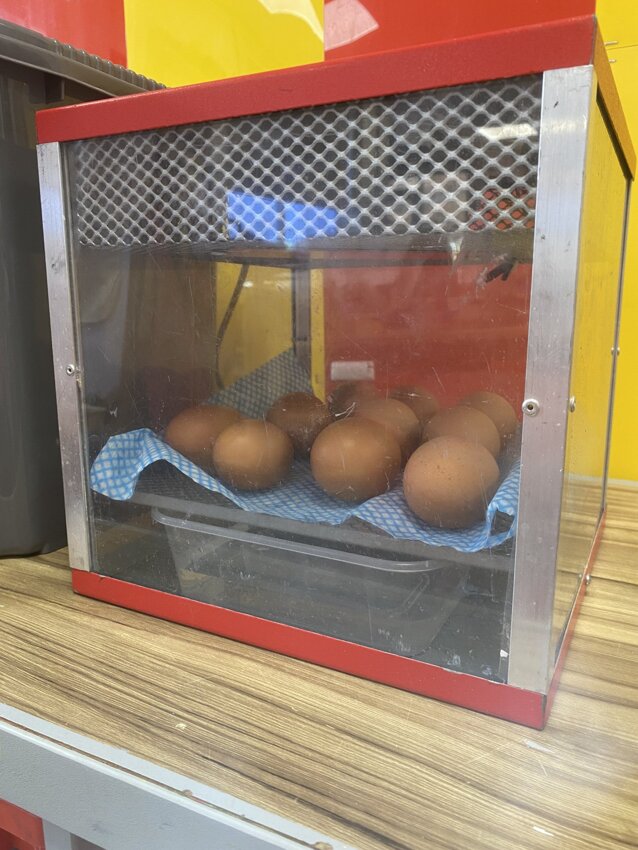 Image of Living Eggs 2023 
